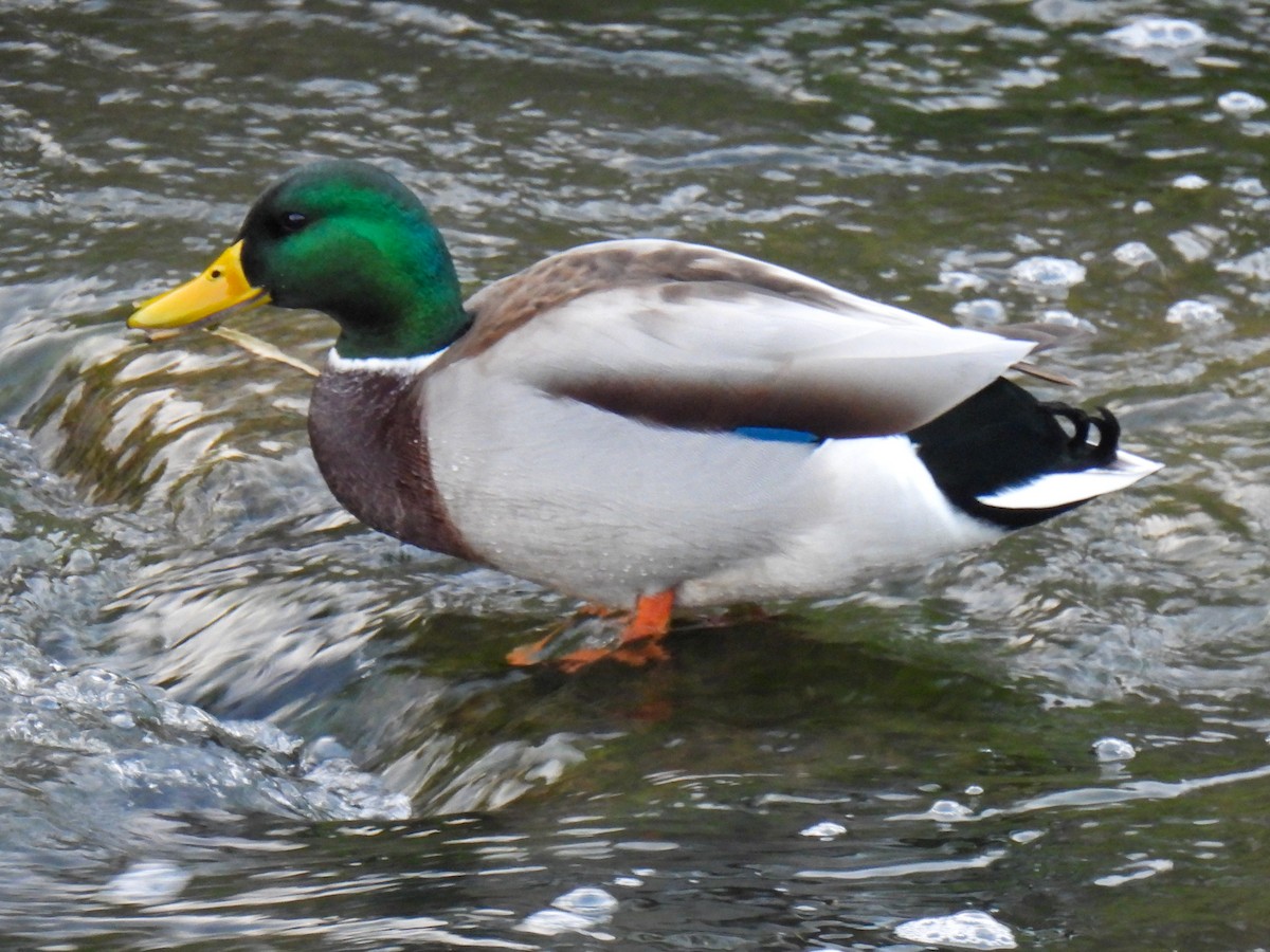 Mallard - ML611655813
