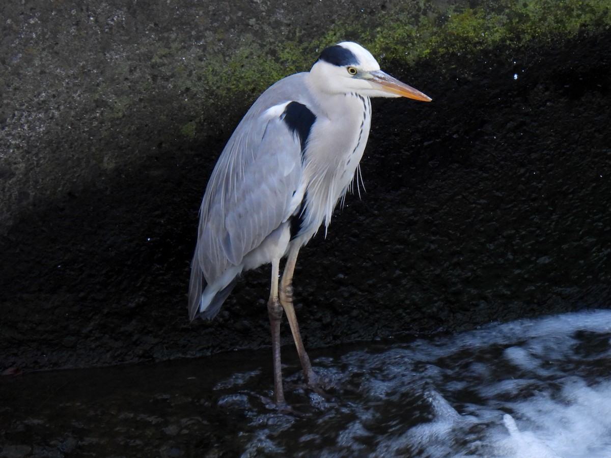 Gray Heron - ML611655814