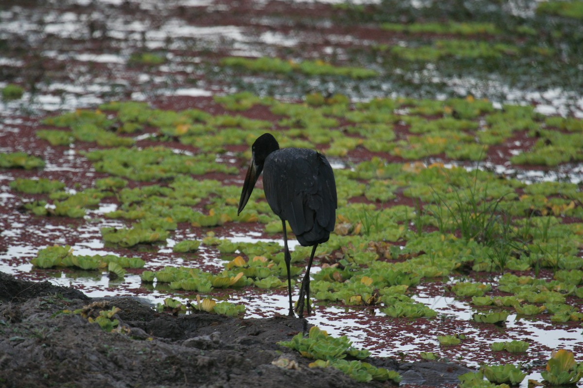 African Openbill - Guy RUFRAY