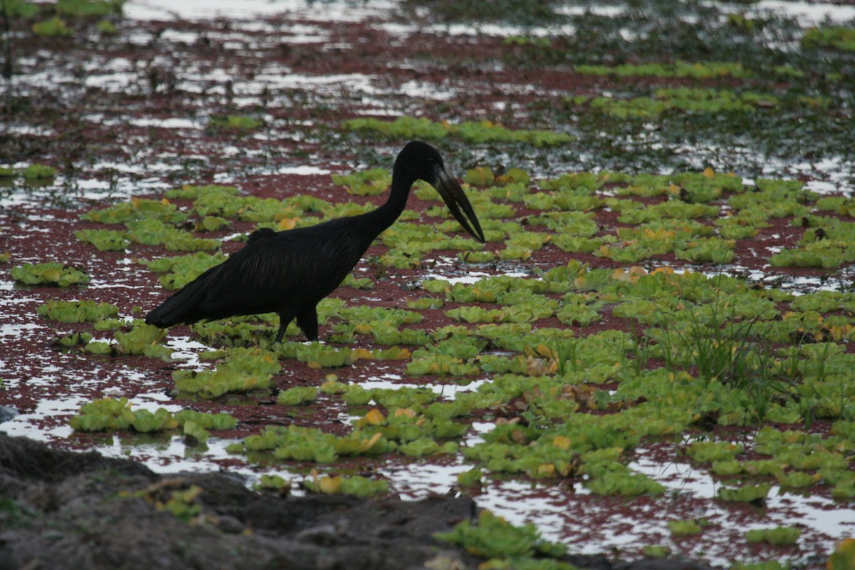 African Openbill - Guy RUFRAY