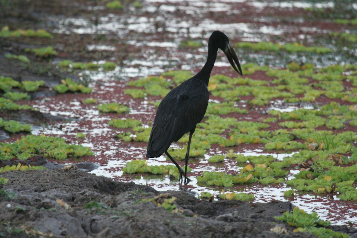 African Openbill - Guy RUFRAY