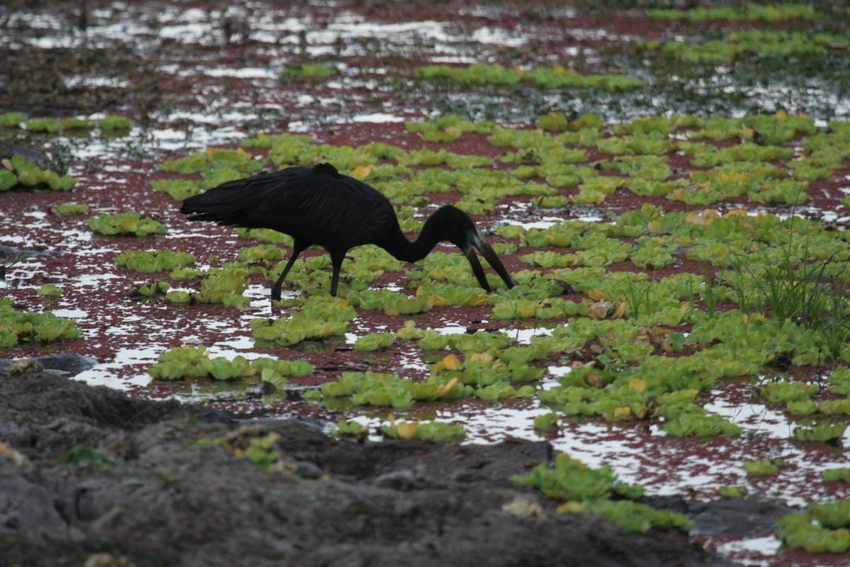 African Openbill - Guy RUFRAY