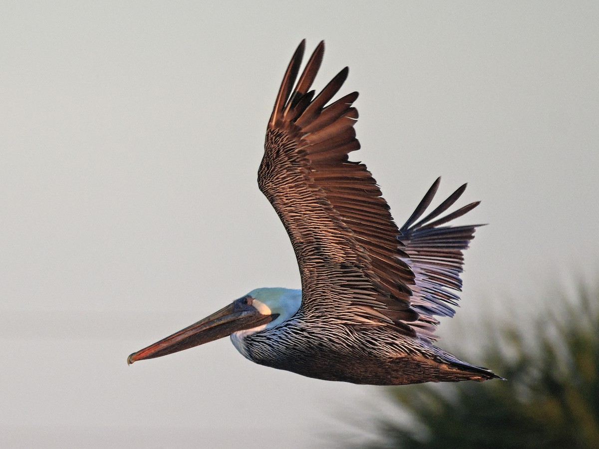 Brown Pelican - Brett Bickel