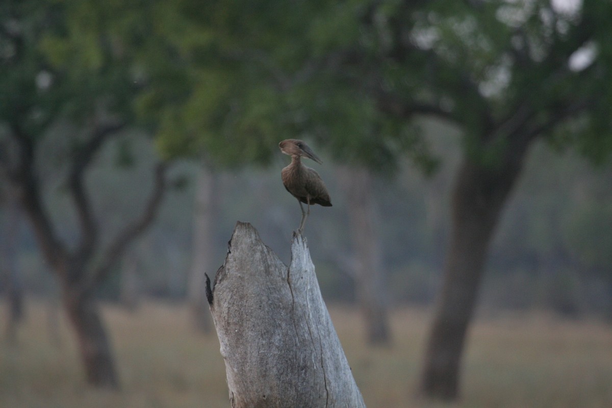 Hamerkop - Guy RUFRAY