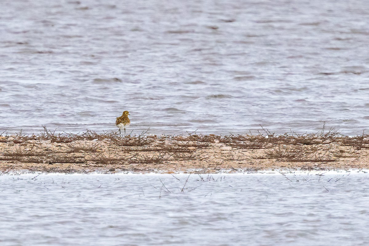 European Golden-Plover - ML611655908