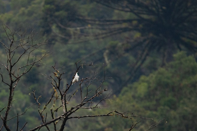 Bare-throated Bellbird - Raphael Zulianello