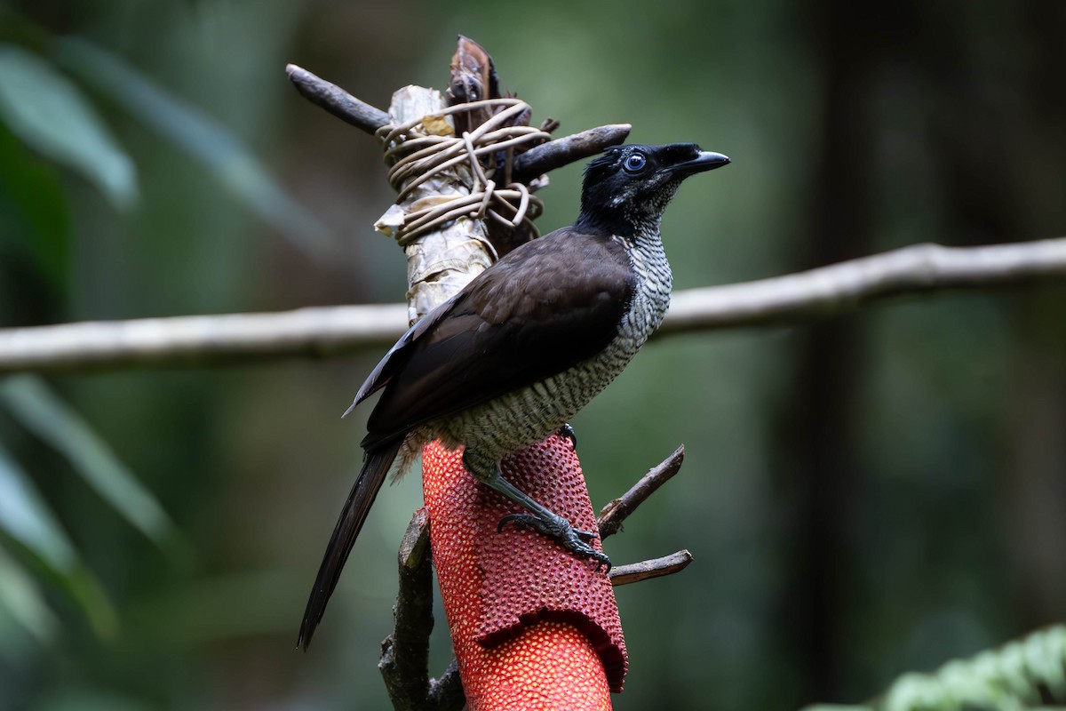 Western Parotia - ML611656047