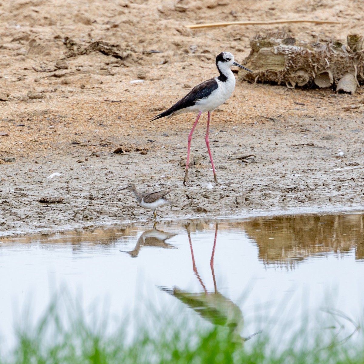 Black-necked Stilt (White-backed) - ML611656130