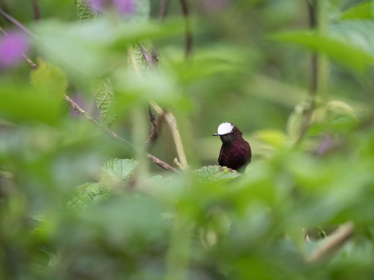 Snowcap - Chris Fischer