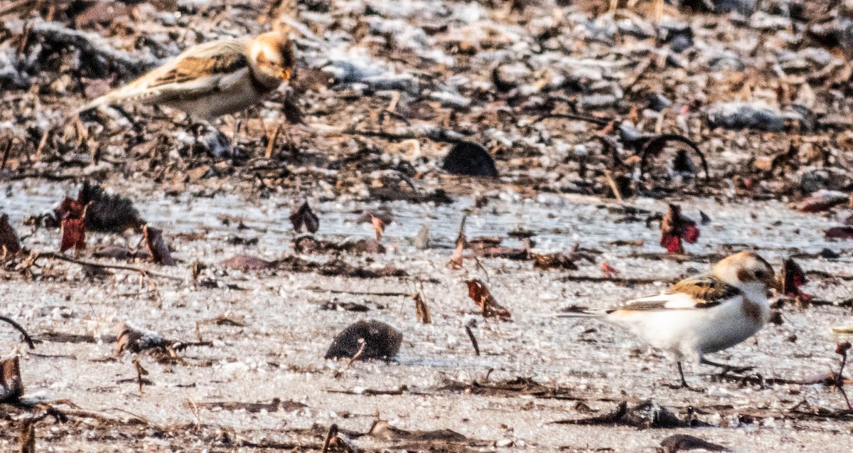 Snow Bunting - Amanda Dulworth