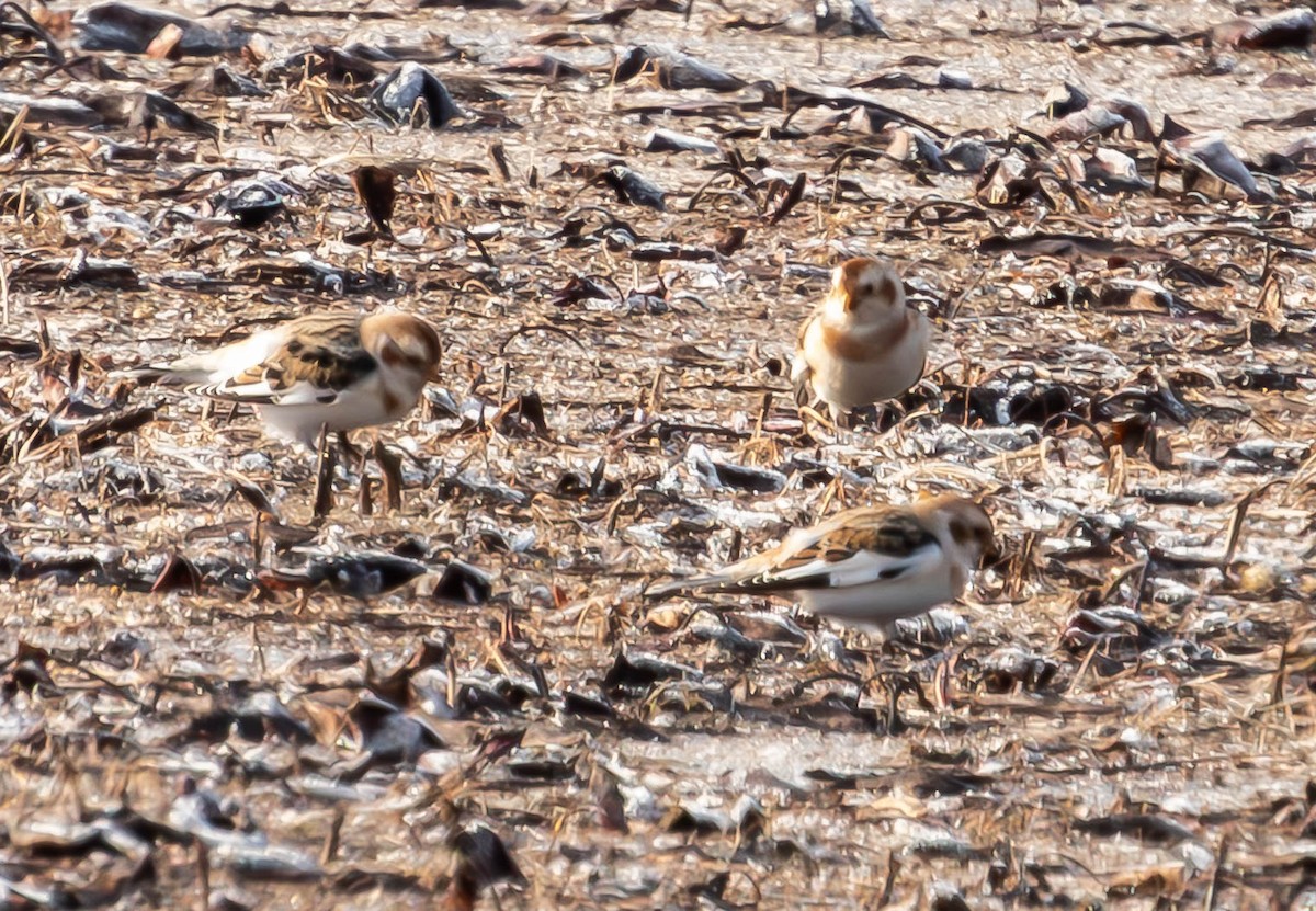 Snow Bunting - Amanda Dulworth