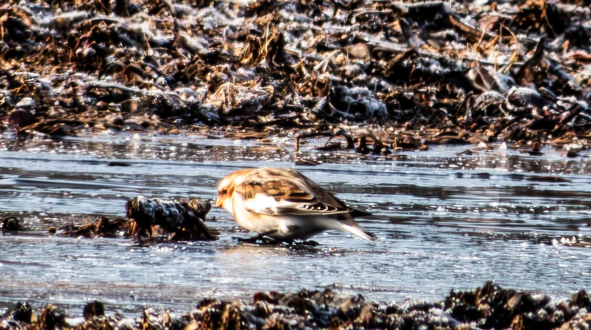 Snow Bunting - Amanda Dulworth