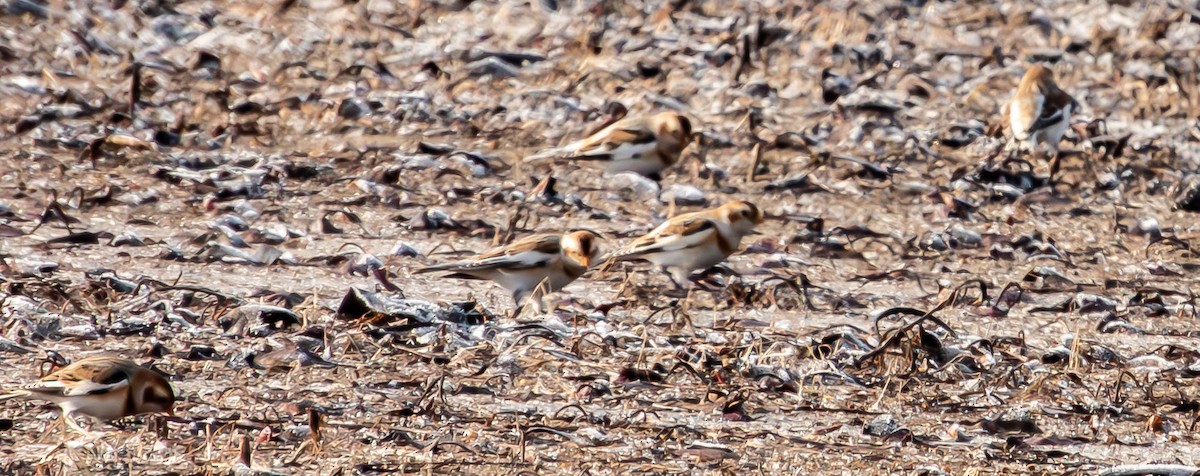 Snow Bunting - Amanda Dulworth