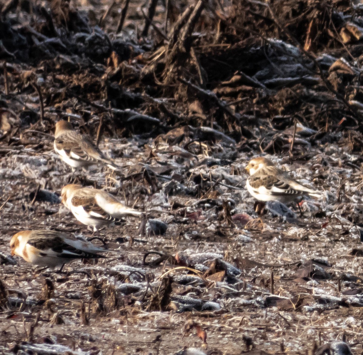 Snow Bunting - Amanda Dulworth