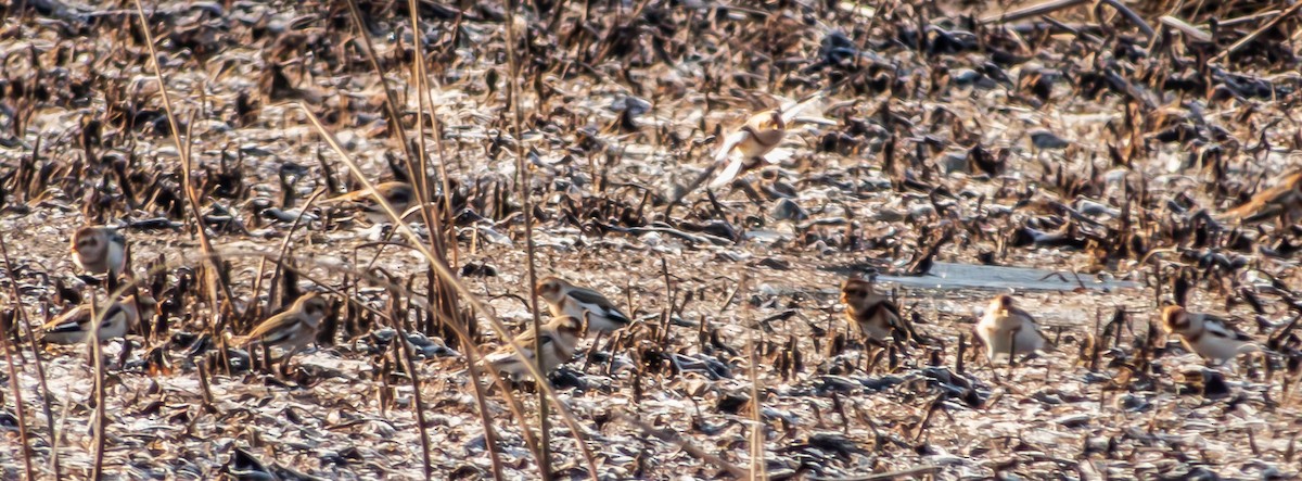 Snow Bunting - Amanda Dulworth