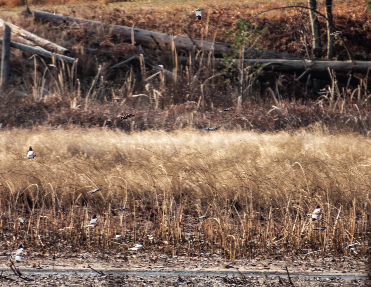 Snow Bunting - Amanda Dulworth