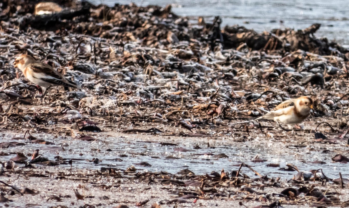 Snow Bunting - Amanda Dulworth