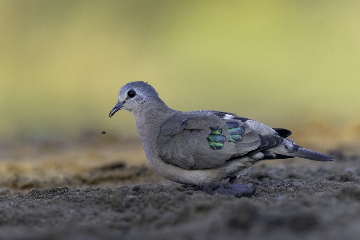 Emerald-spotted Wood-Dove - ML611656285