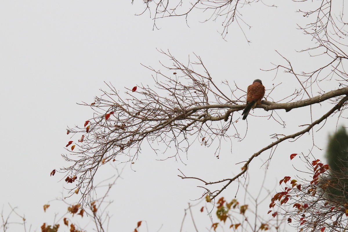 Eurasian Kestrel - Kuan Chih Yu