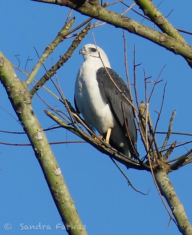 White-necked Hawk - ML611656468