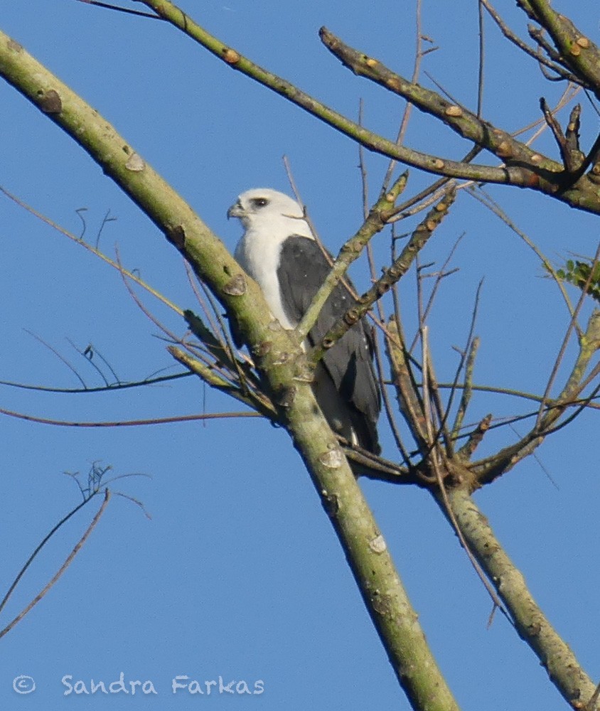 White-necked Hawk - ML611656470