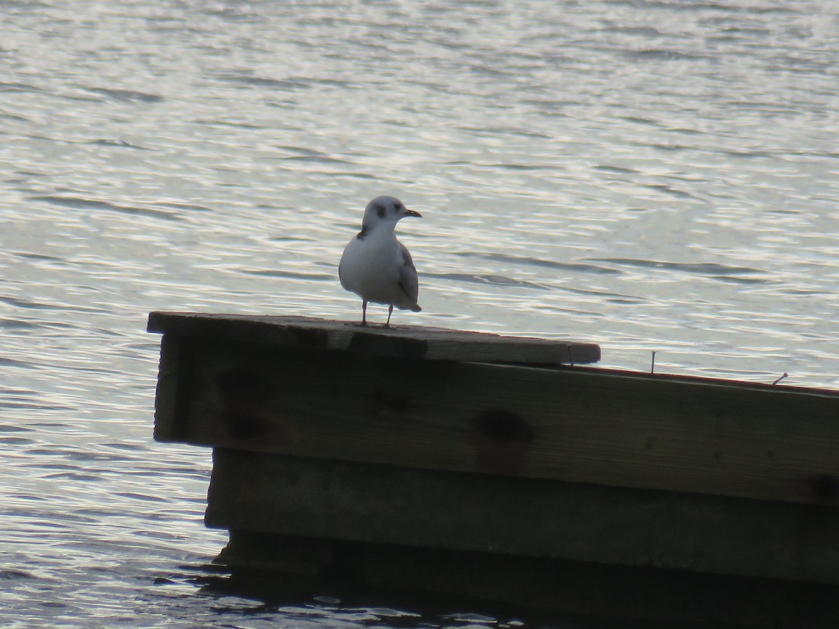 Black-legged Kittiwake - ML611656519