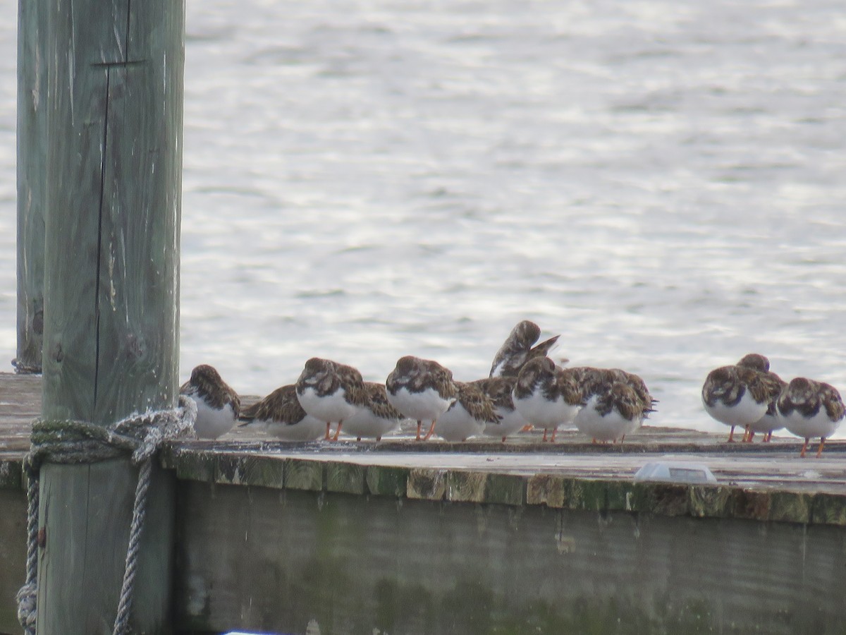 Ruddy Turnstone - ML611656536