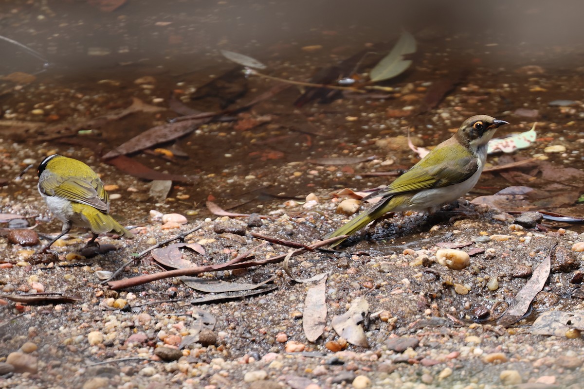 White-naped Honeyeater - ML611656543