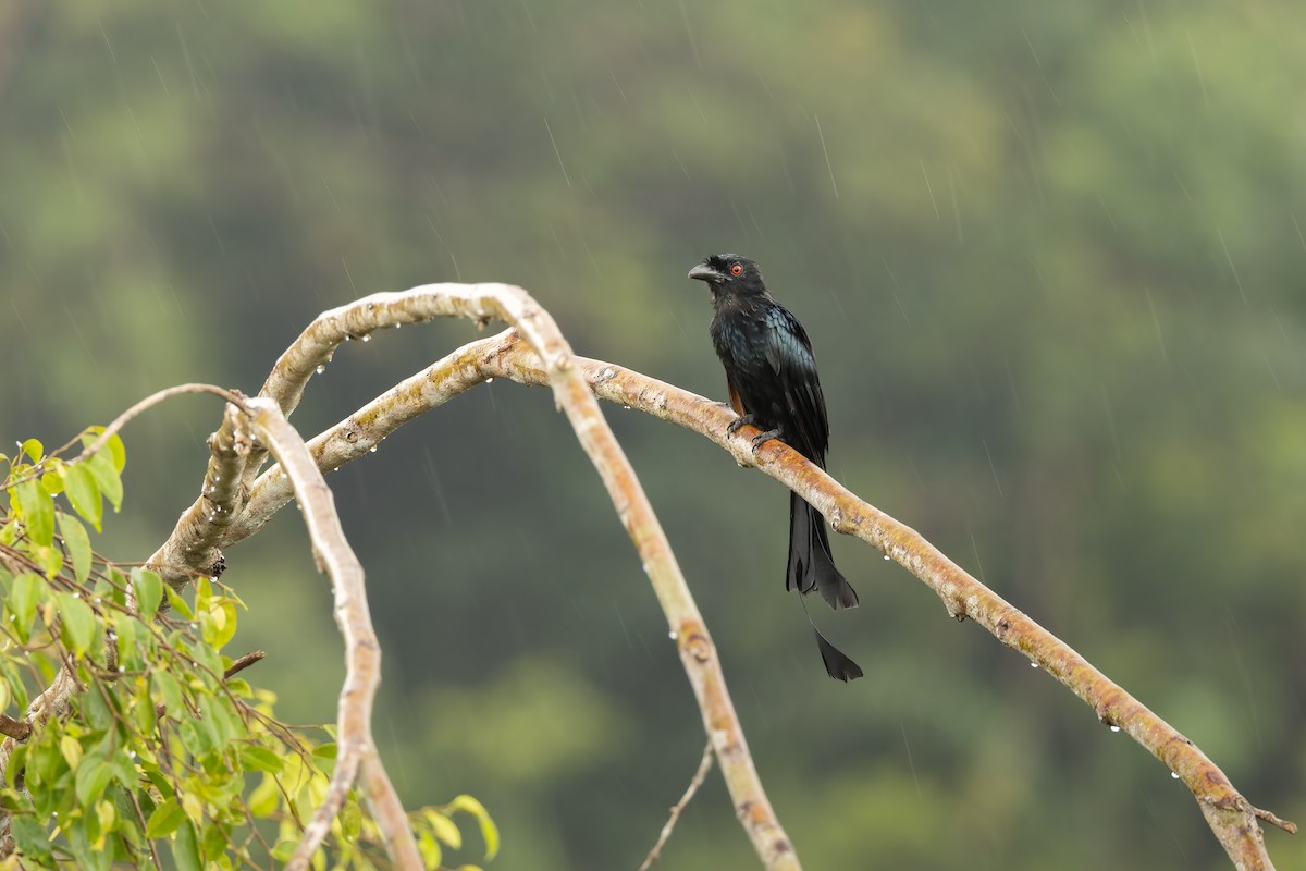 Greater Racket-tailed Drongo - ML611656583