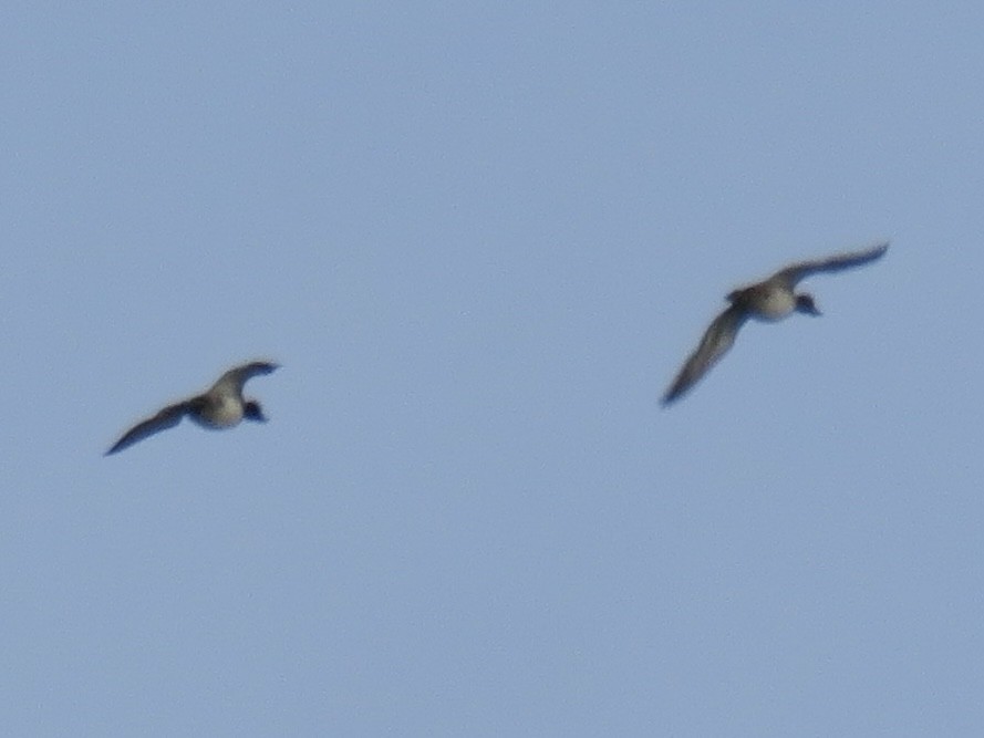 Lesser Scaup - ML611656616