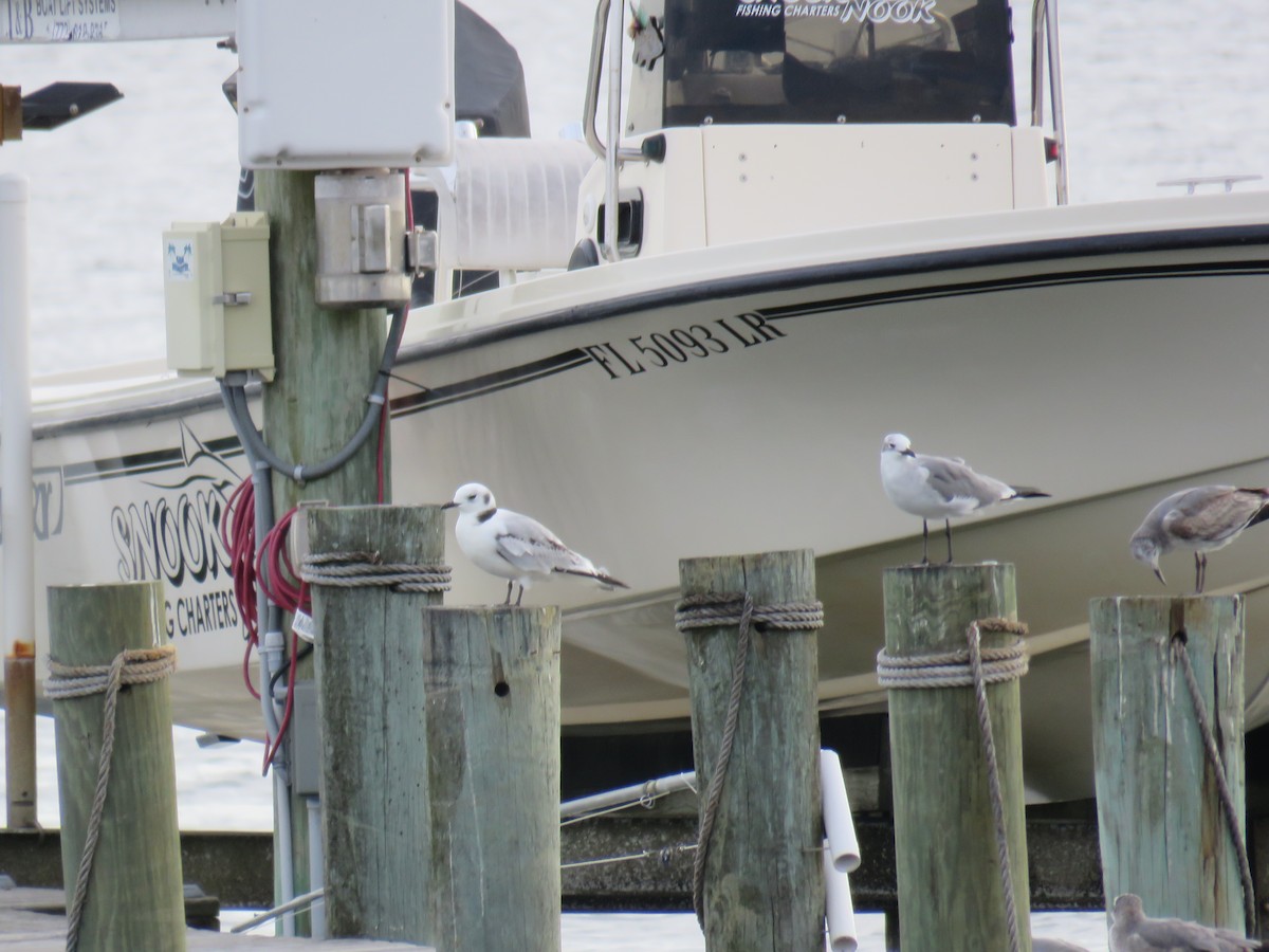 Black-legged Kittiwake - ML611656722