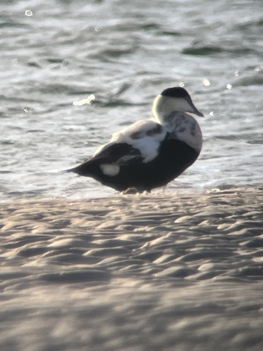 Common Eider - ML611656908