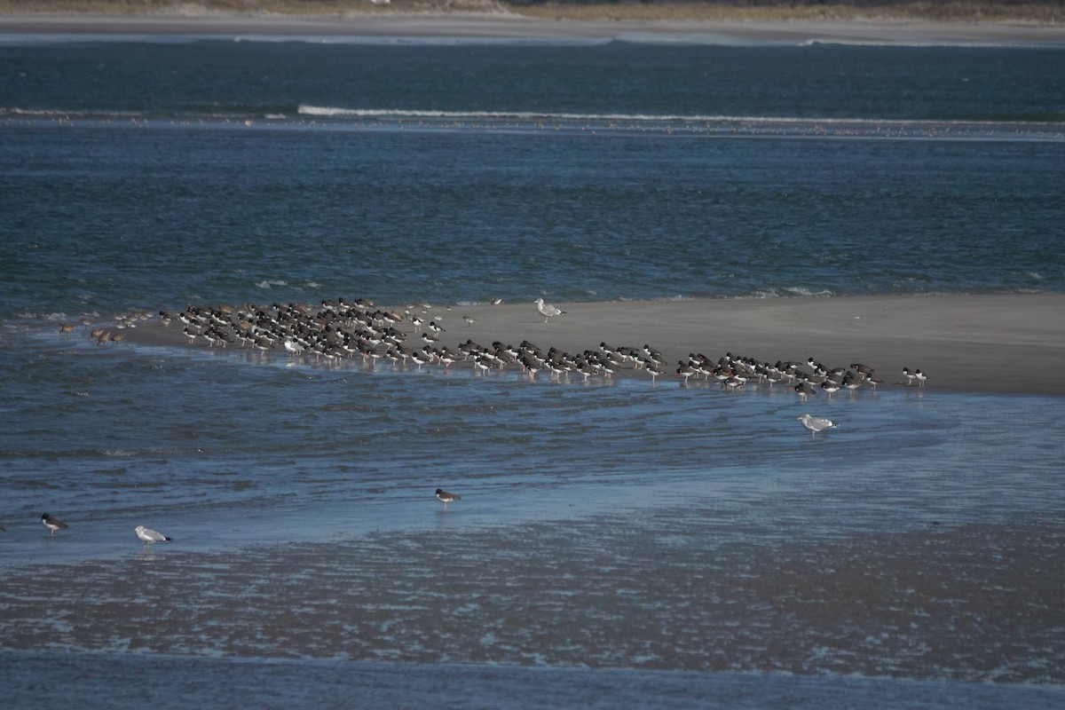 American Oystercatcher - ML611656935