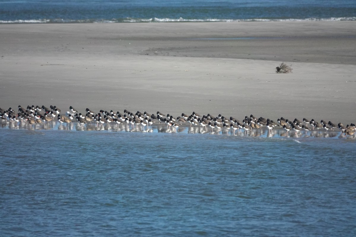 Marbled Godwit - tk portnorris