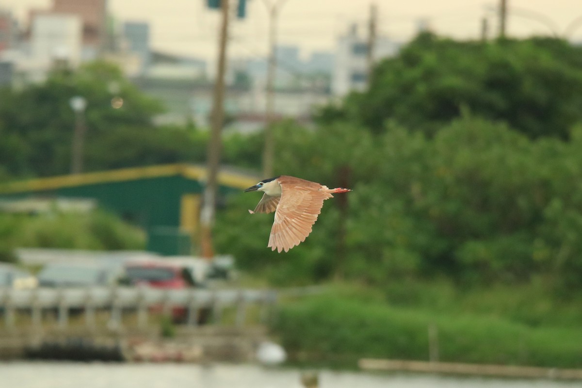 Nankeen Night Heron - ML611656990