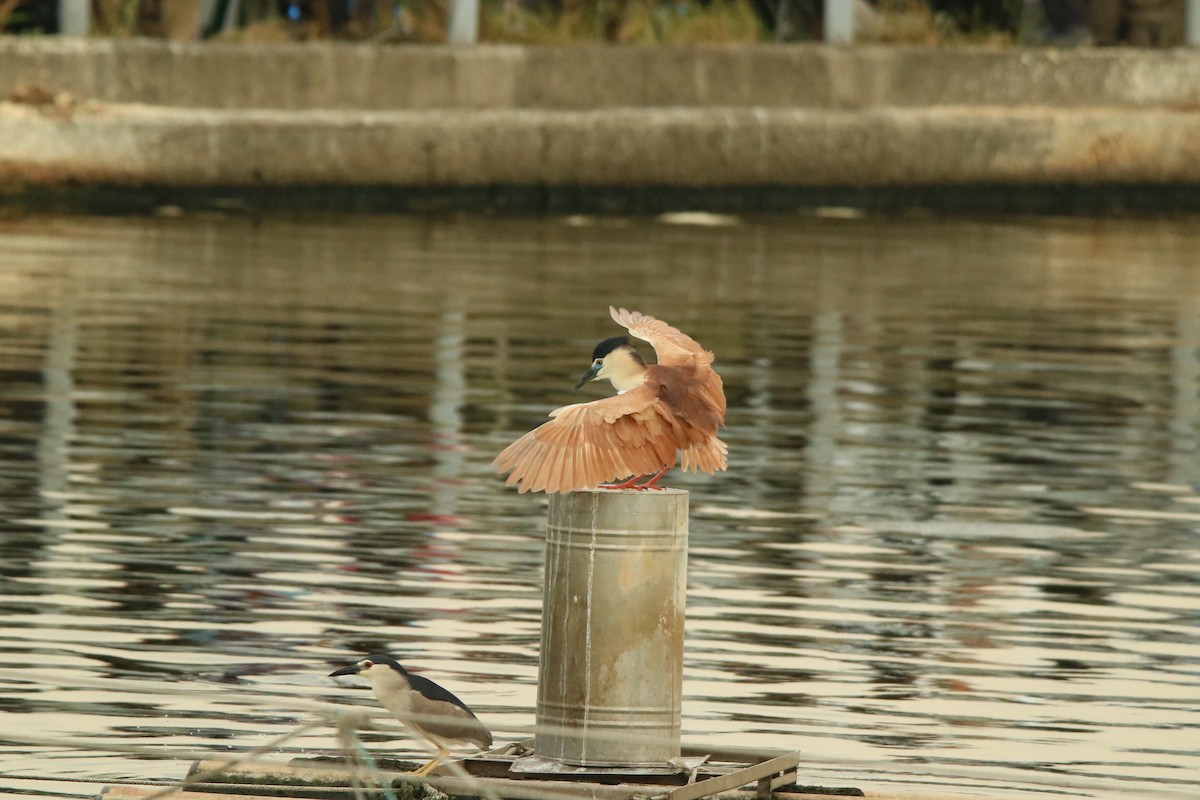 Nankeen Night Heron - ML611656991