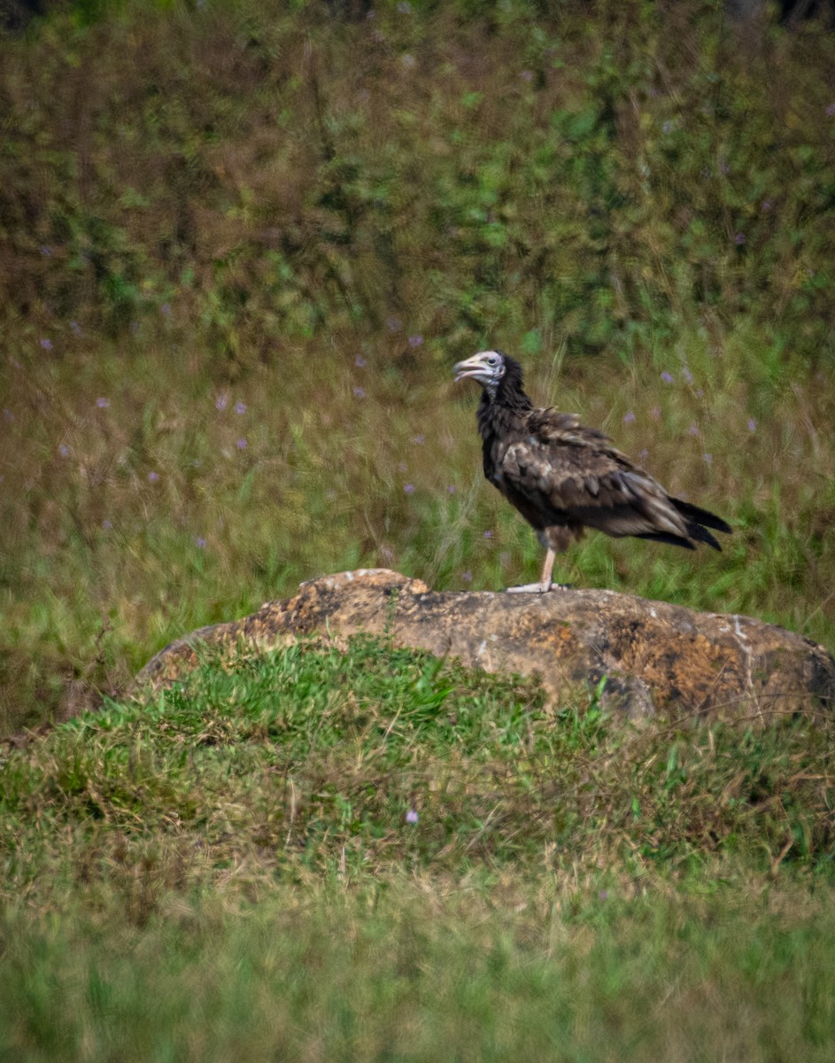 Egyptian Vulture - prasanthdas ds