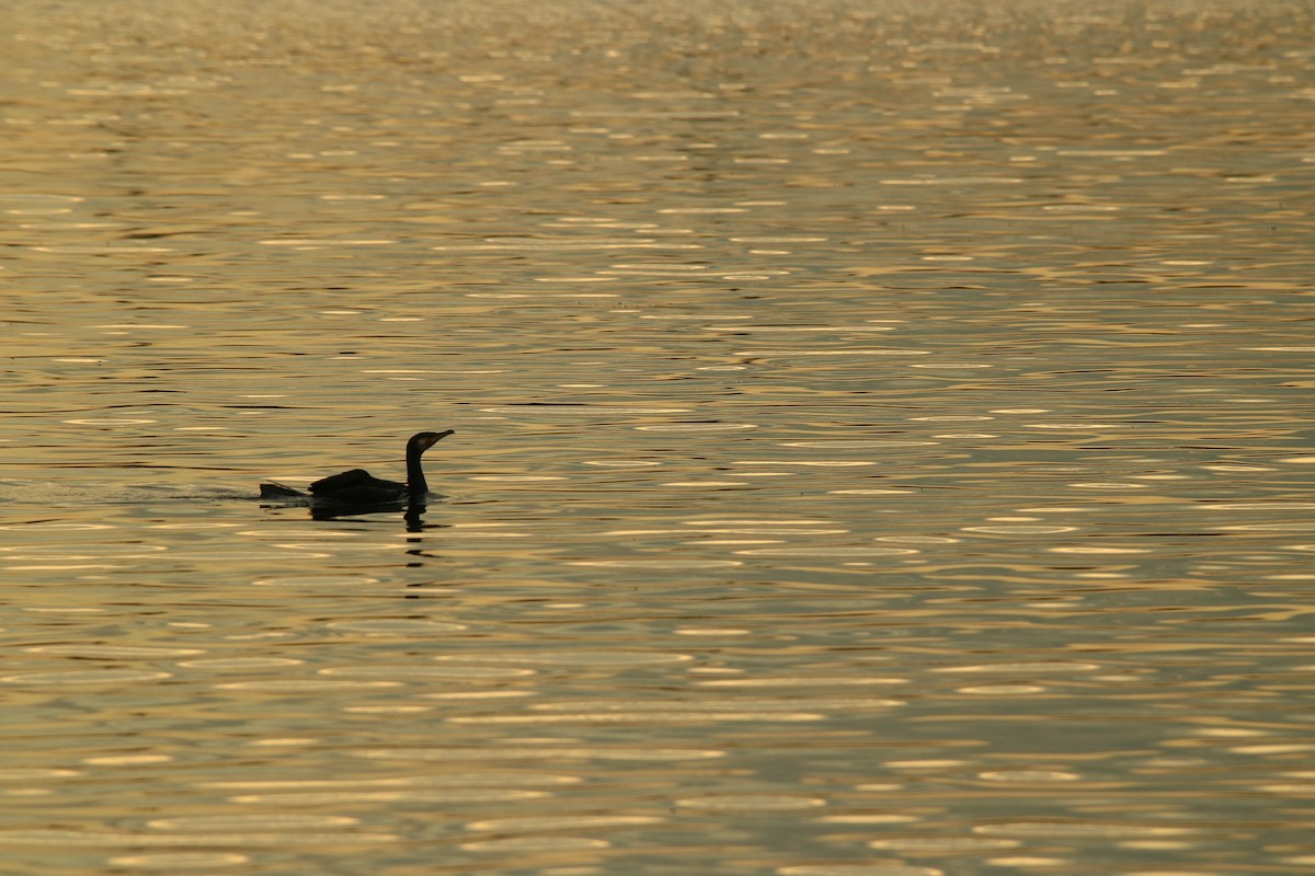 Great Cormorant - Kuan Chih Yu