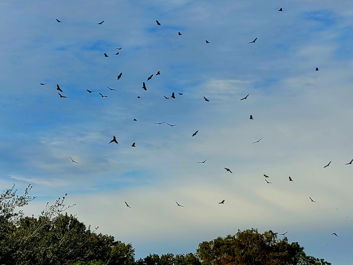 new world vulture sp. - ML611657021