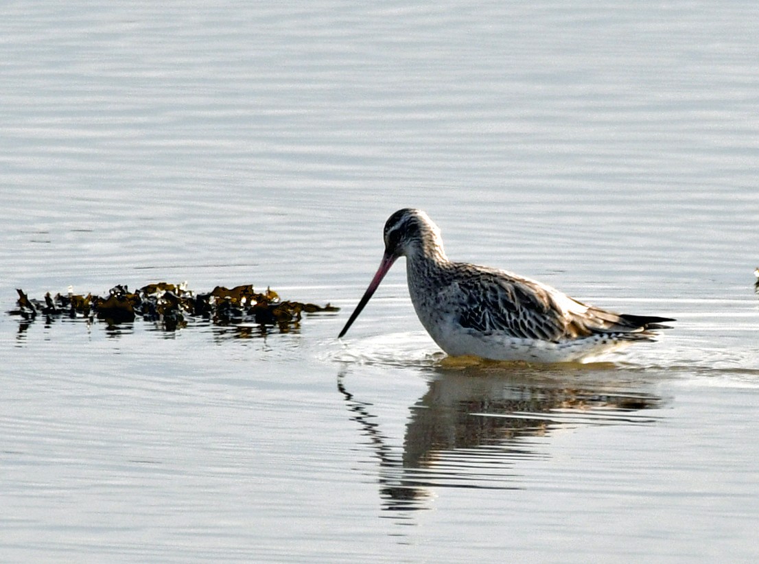 Bar-tailed Godwit - ML611657039