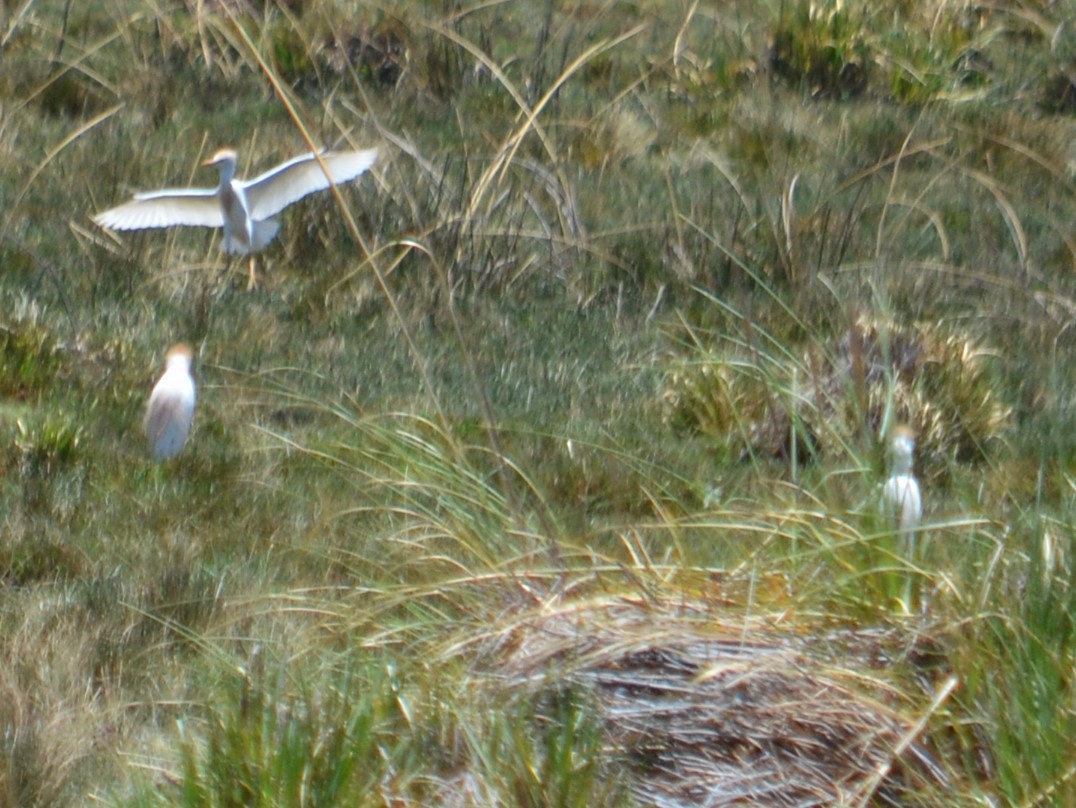 Western Cattle Egret - ML611657040