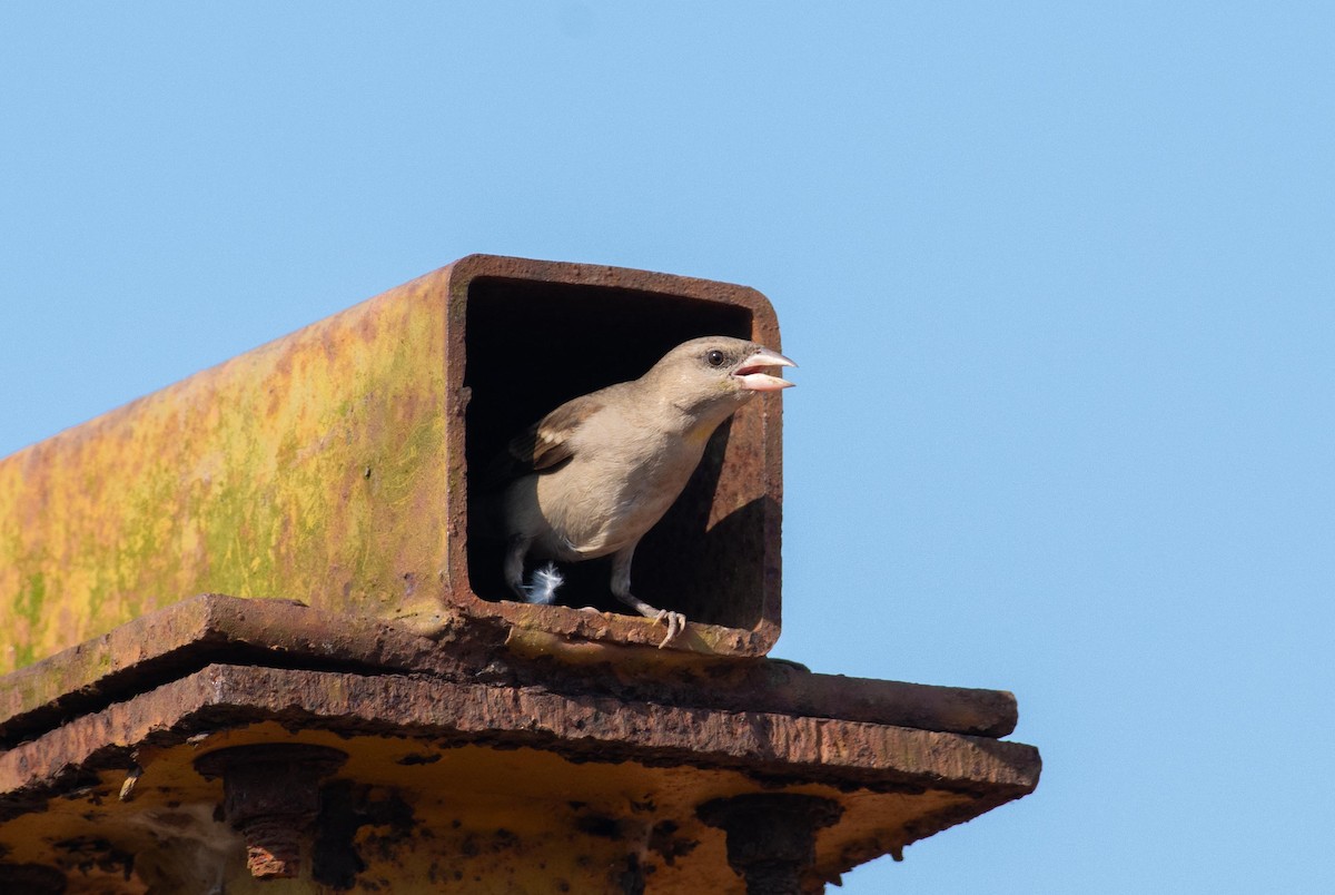 Yellow-throated Sparrow - prasanthdas ds