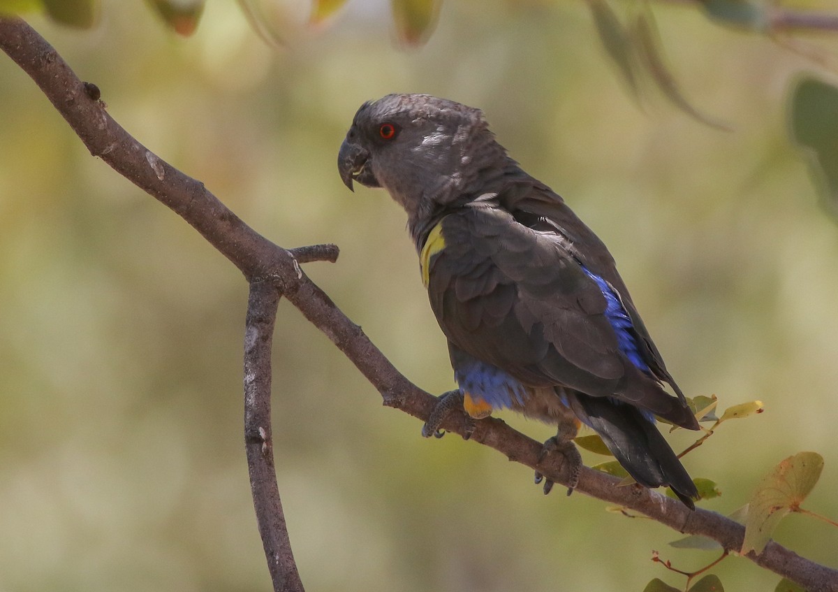 クロクモインコ - ML611657265