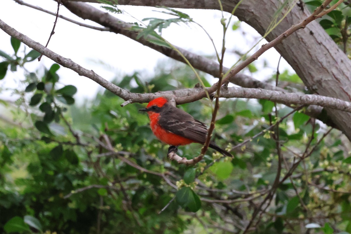 Mosquero Cardenal - ML611657356