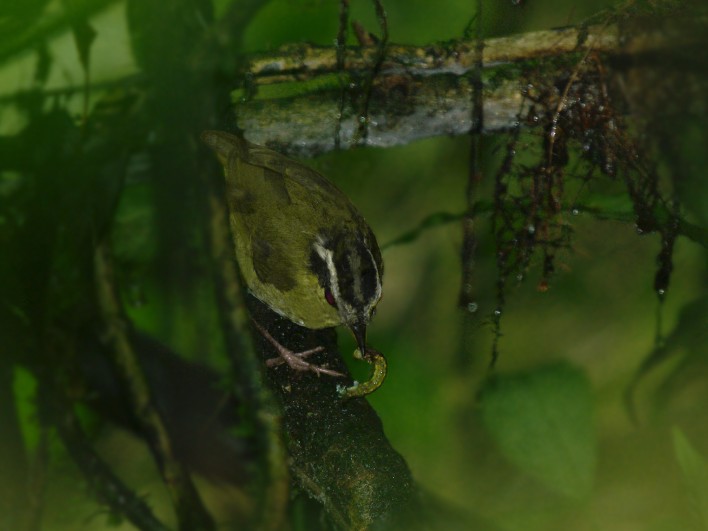 Neumann's Warbler - ML611657430