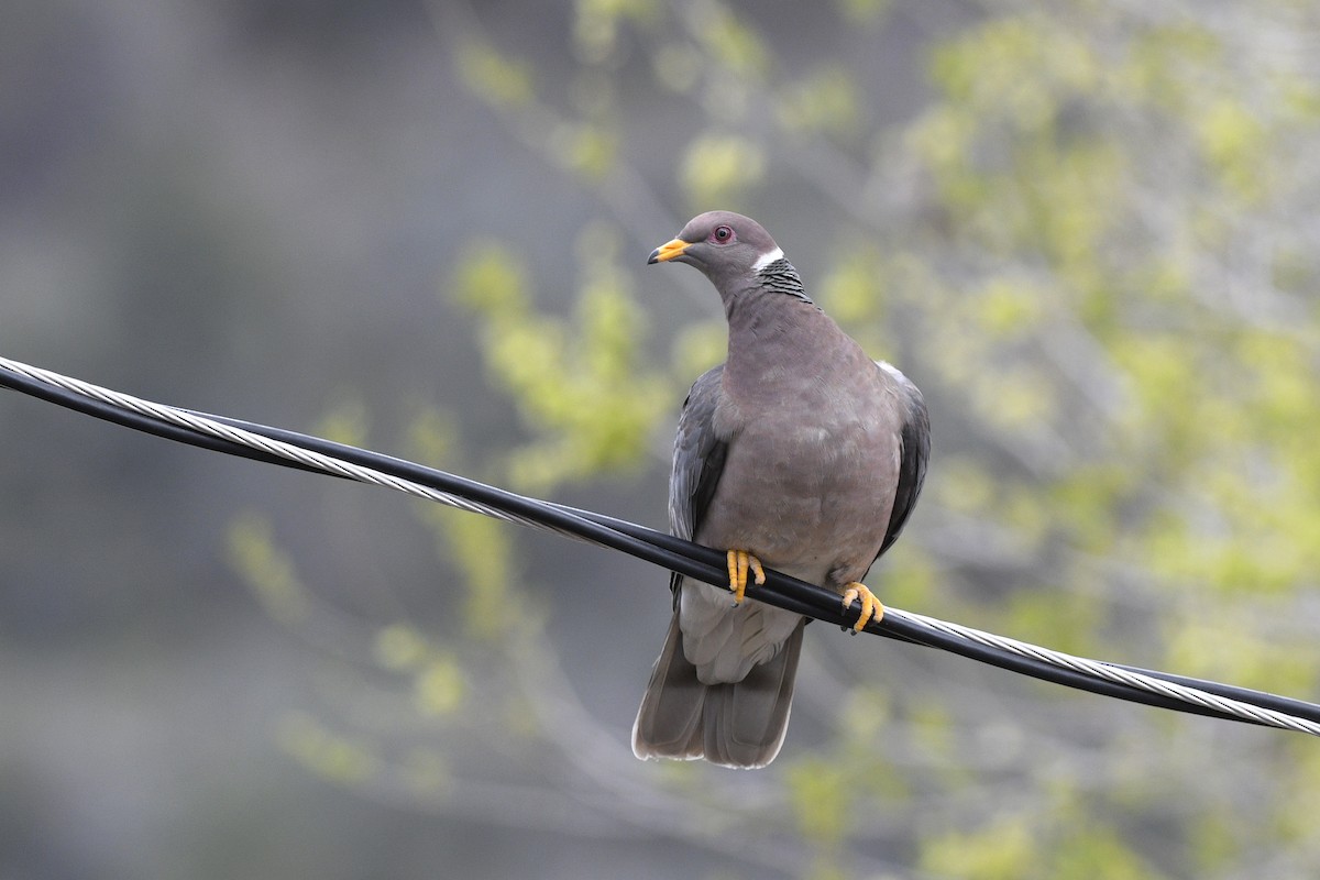 Band-tailed Pigeon - ML611657431