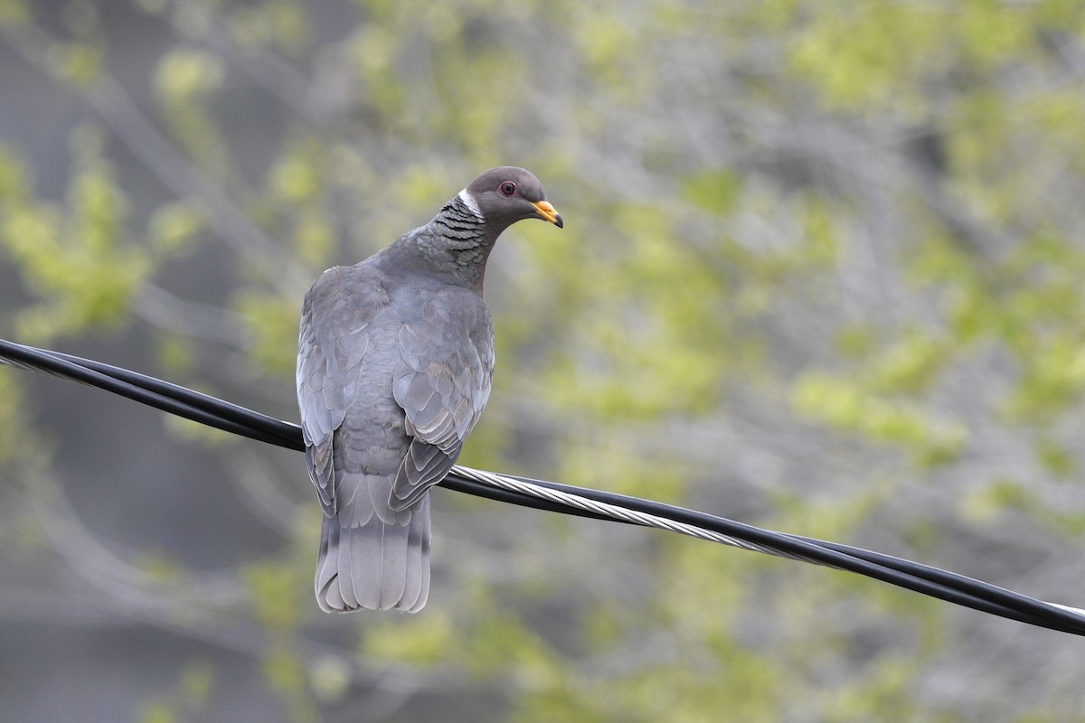 Band-tailed Pigeon - ML611657432