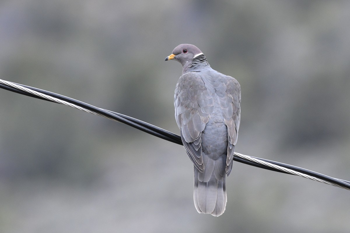 Band-tailed Pigeon - ML611657433