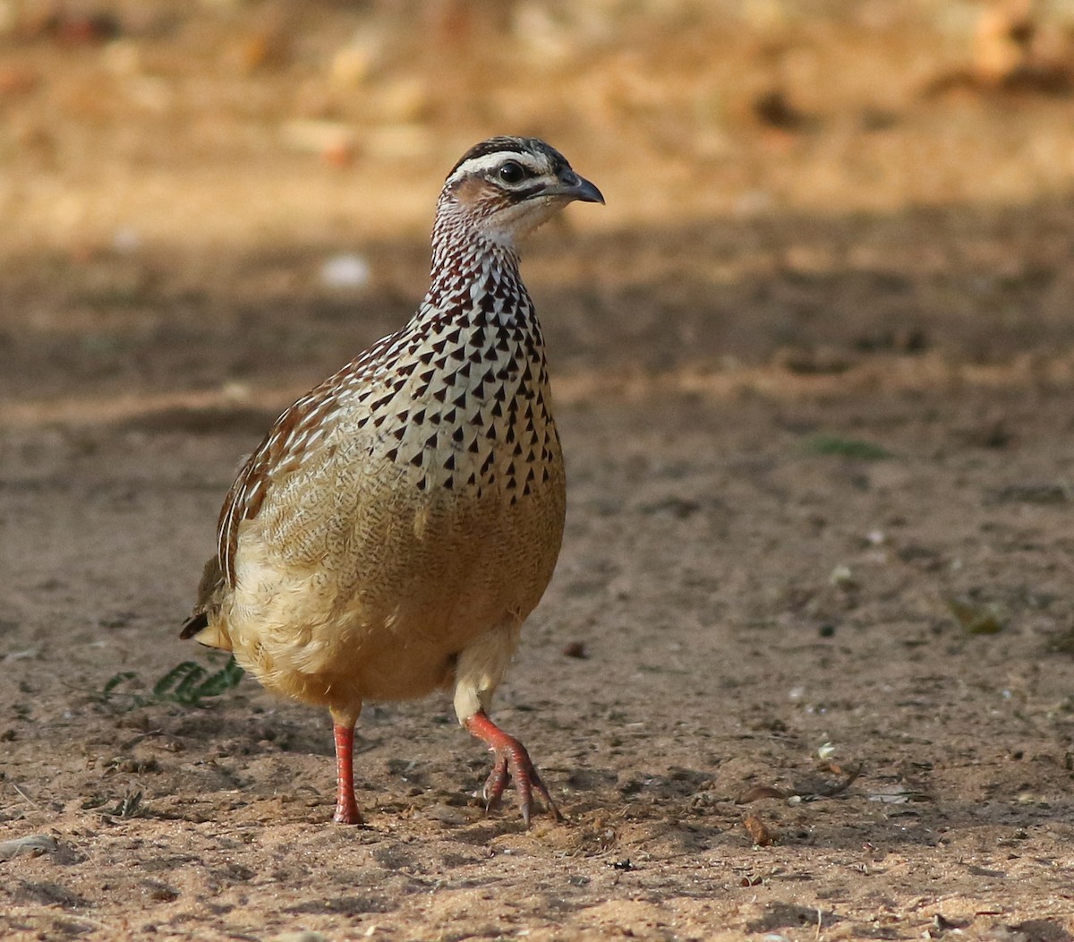 Crested Francolin - ML611657480