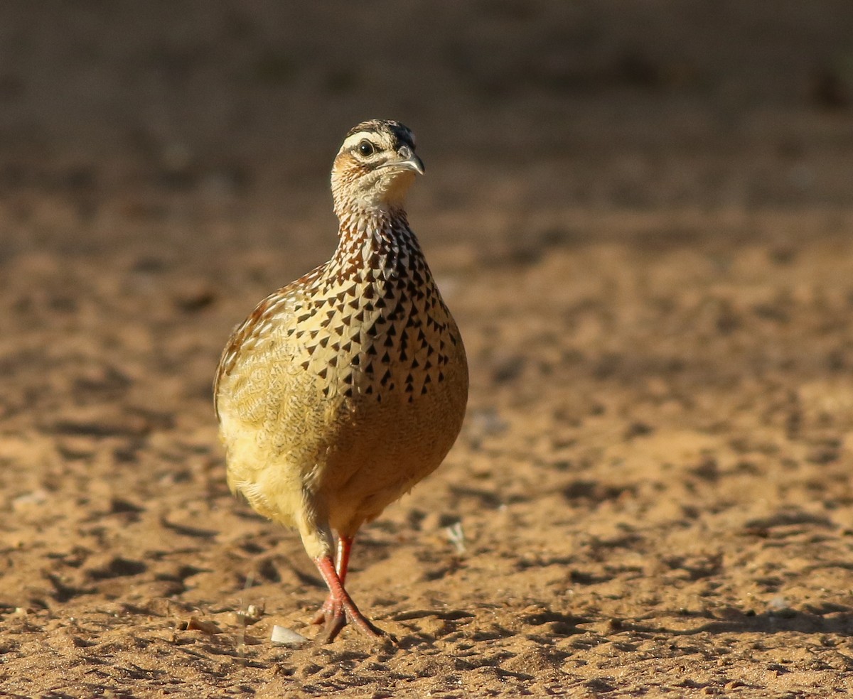 Crested Francolin - ML611657481